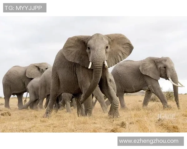 体型庞大的足球明星们如何在赛场上展现非凡的技艺与魅力 体型庞大的足球明星们如何在赛场上展现非凡的技艺与魅力